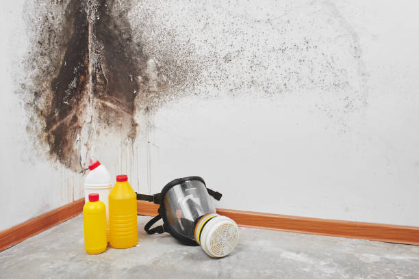 Best Attic Mold Removal  in Emerald Isle, NC