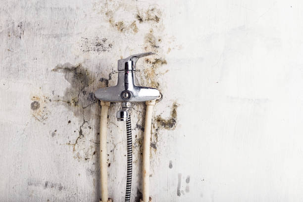 Best Commercial Mold Removal  in Emerald Isle, NC