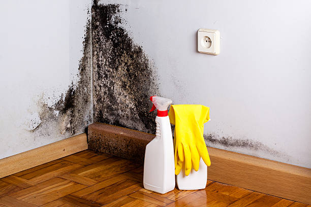 Home Mold Removal in Emerald Isle, NC