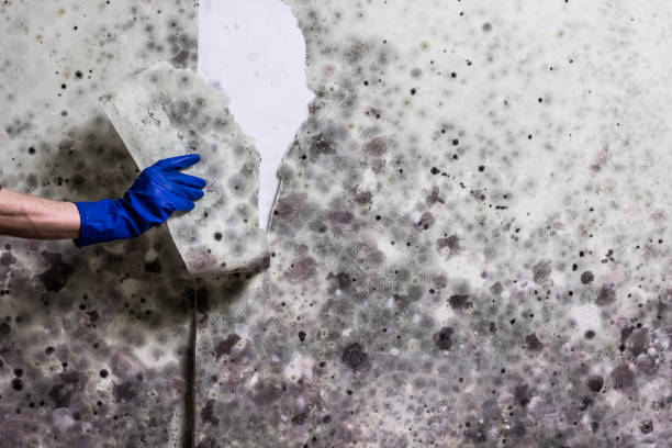 Office Mold Removal Services in Emerald Isle, NC